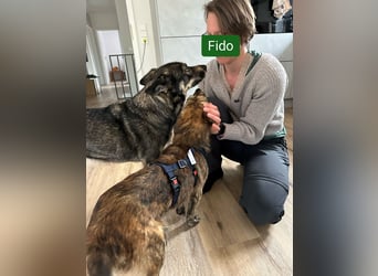 Fido, ein kleiner, lustiger Wirbelwind, PS in 31303 Burgdorf