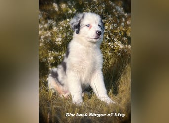 Bezaubernde Australian Shepherd Welpen