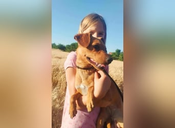 Daisy, geboren 01.01.2025, 37cm sucht ihre Chance