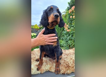 Gordon Setter Mädchen Sheila und Sally suchen nette Kuschelpartner