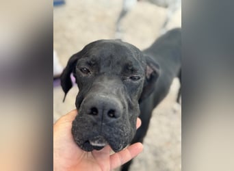 Leo, sucht seine Familie