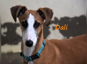 Dali 07/2024 (in Deutschland) - verspielter und neugieriger, wunderschöner junger Galgo!