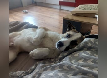 fröhlicher Tierschutzrüde, Freddie, 11kg sucht Zuhause