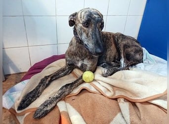 SUGUS - bezaubernder Rauhaargalgo!