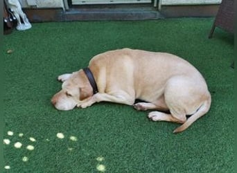 Chester muss unverschuldet sein Zuhause verlassen