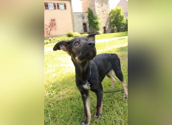 Oskar - in 71540 Murrhardt auf Pflegestelle