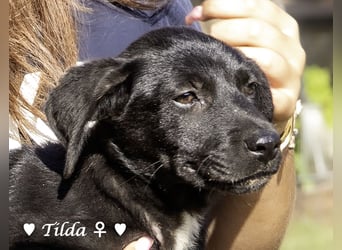Teddy und seine Geschwister suchen ab September ein Zuhause