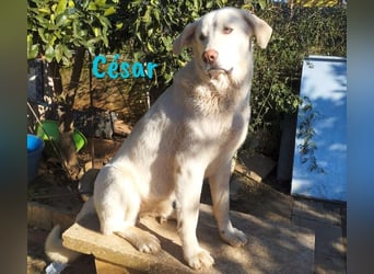 César 09/2023 (ESP Pflegestelle) - sozialer und nobler, junger Pyrenäenberghund!