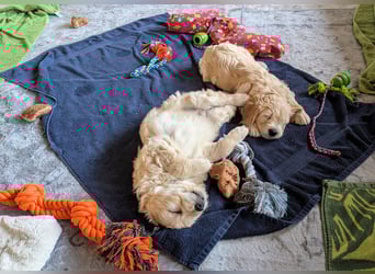 Wunderschöne Goldendoodle-Mix Welpen