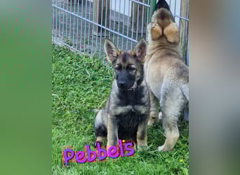Reinrassige Schäferhund Welpen mit SV Papieren
