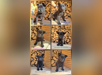 DSH Deutscher Schäferhund - Welpen lackschwarz