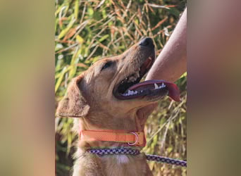 Badou, Mix Labrador / Schäferhund, lieb und sozial