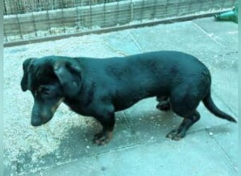 Update Archie: auf PS in 42117 Wuppertal