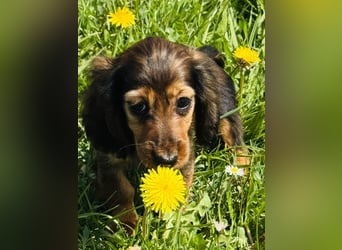 Kaninchen/Zwerglanghaar Dackel