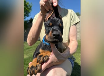 Dobermann Welpen Bohemia Gotika