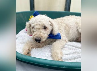 COCO - Sozialverträglicher Puli-Mix sucht seine Familie