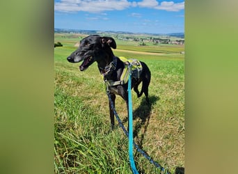 ❤️GRETEL❤️, Galgo Espanol