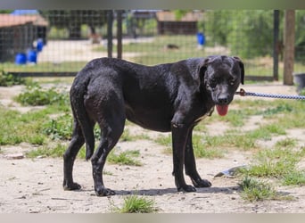 Alma,  Labrador-Mix, lieb und sozial