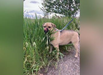 Jedi – Herzenshund sucht sein großes Glück geb.01/23