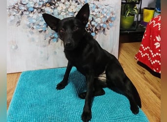 KIRA❤️sanftes, verschmustes Sonnenscheinchen sucht Liebe & Geborgenheit