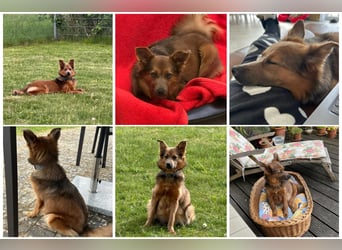 Neun kleine Tierschutzwelpen❤️in 22399 Hamburg suchen ihr Für-immer-Zuhause