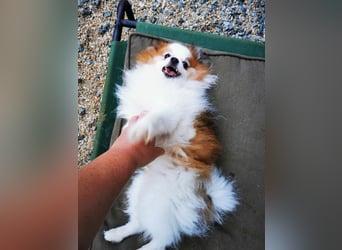 Cosmo, Zwergspitz- Pomeranian, geb. 2016, freundlicher Mini Hundemann sucht Zuhause