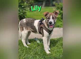 ❤️ Lilly