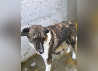 SOS Gnadenplatz gesucht