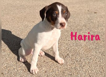 Harira 12/2024 (ESP) - neugierige, süße Bodeguero-Pinscher-Mix Welpin!