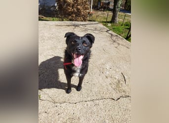 Verspielter ELVIS- sucht Zuhause für immer