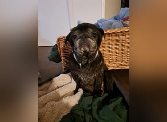 Lilly - ist zu allen Menschen freundlich