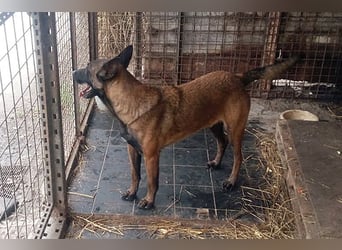 Leon: Malinois-Fans aufgepasst!