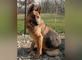 Schäfi-Mix-Lady ♥ Vučica ♥ sucht Liebe
