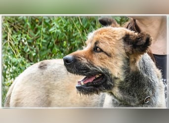 Daiki – wird ein richtiger Wuschel