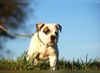 Englische Bulldog alternativ vom Zwieseltal