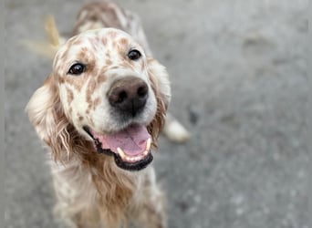 Hercules auf der Suche nach seiner Familie