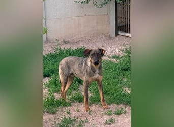 Buddy❤️ - sanfter Kerl mit dem großen Herz sucht seine Menschen