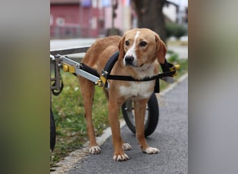 Handicap-Rüde ♥Tango♥ liebenswerter Kerl