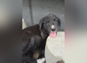Reacher - tapferer Hundejunge