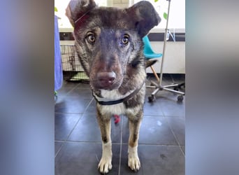 Sarplaninac-Schäfer Mischlings Rüde  Findus (Herden Schutzhund) Sucht ein erfahrenes zuhause