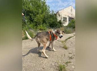 ALINA, Hündin, 3 Jahre, 50 cm, Mischling, Tierschutz