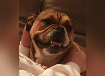 Wurfankündigung Continental Bulldogs vom Zwieseltal