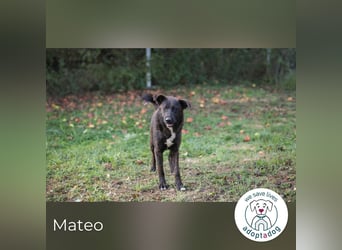 Mateo: sucht Geborgenheit