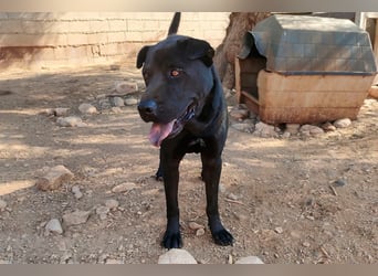 Perengano, traumhafter Shar Pei-Mix, freundlich verspielt und verkuschelt