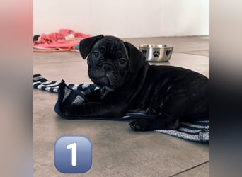 Wundervolle Bulldoggen-Welpen suchen ihr Für-Immer-Zuhause!
