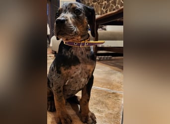 Louisiana Leopard - Catahoula