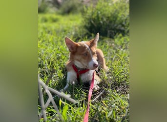Timon (Spanien) – ein „kleiner Fuchs“, der Sie lächeln lässt
