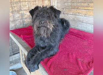 superlieber Kuschelbär OSKAR - 4,5 Jahre, 53cm/16kg - Schnauzer-Mix