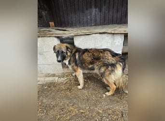 Sammy - sooo knuffig