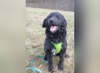Verspielter TRUNTO - Traumbub mit dem Potential zum Herzenshund